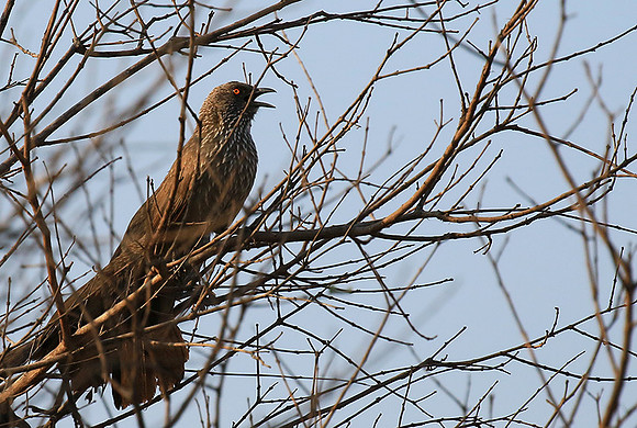 At Singita Lebombo