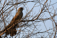 At Singita Lebombo