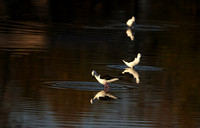 Black-winged stilt - Hwange NP
