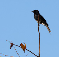 Fork-tailed drongo - Hwange NP