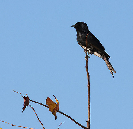 Fork-tailed drongo - Hwange NP