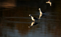 Black-winged stilt - Hwange NP