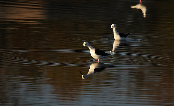Black-winged stilt - Hwange NP