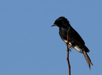 Fork-tailed drongo - Hwange NP