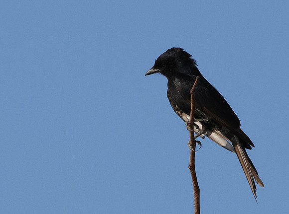 Fork-tailed drongo - Hwange NP