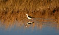 Black-winged stilt - Hwange NP
