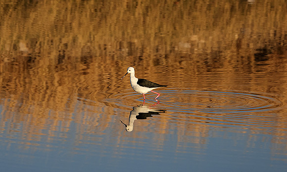 Black-winged stilt - Hwange NP