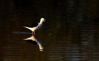 Black-winged stilt - Hwange NP