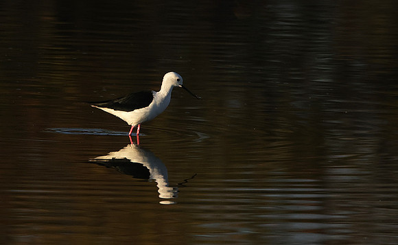 Black-winged stilt - Hwange NP