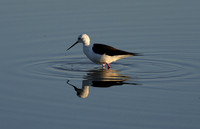 Black-winged stilt - Hwange NP