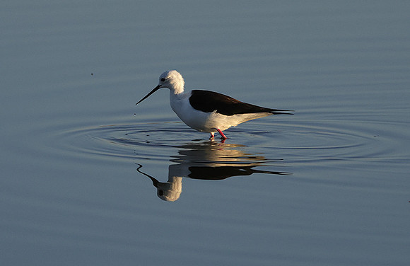 Black-winged stilt - Hwange NP