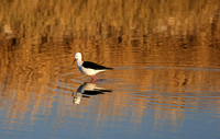 Black-winged stilt - Hwange NP