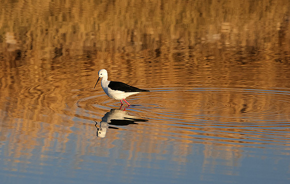 Black-winged stilt - Hwange NP