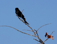 Drongos