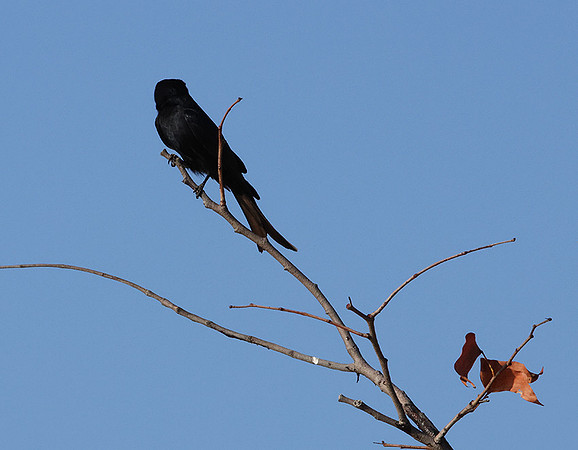 Fork-tailed drongo - Hwange NP