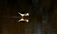 Black-winged stilt - Hwange NP