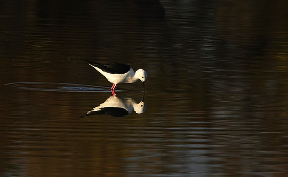 Black-winged stilt - Hwange NP