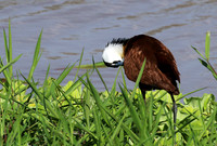 African jacana - Grumeti (Serengeti)