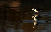 Black-winged stilt - Hwange NP