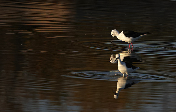 Black-winged stilt - Hwange NP