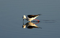 Black-winged stilt - Hwange NP