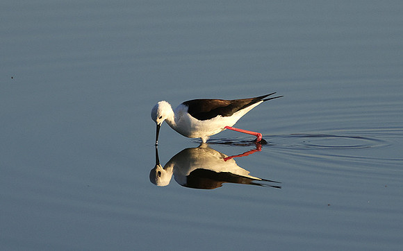 Black-winged stilt - Hwange NP