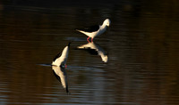 Black-winged stilt - Hwange NP
