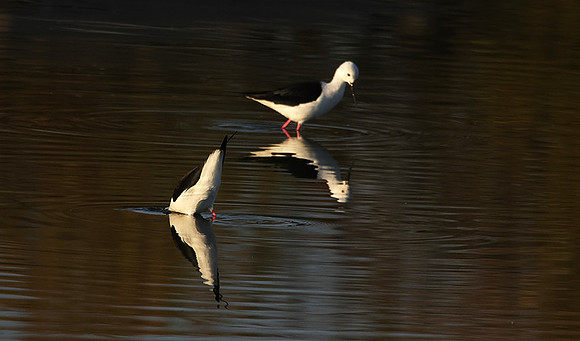 Black-winged stilt - Hwange NP