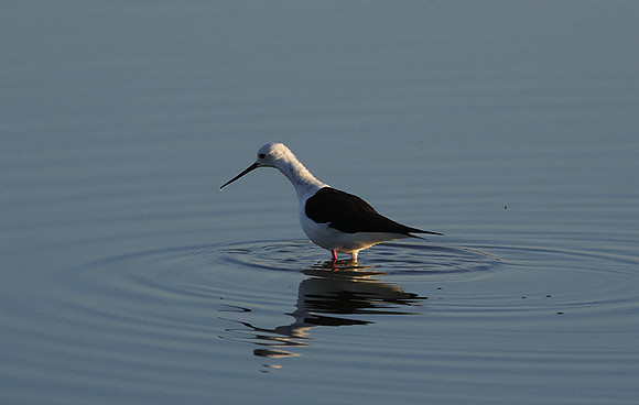 Black-winged stilt - Hwange NP