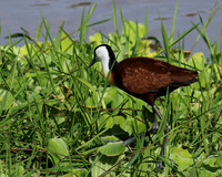 African jacana - Grumeti (Serengeti)