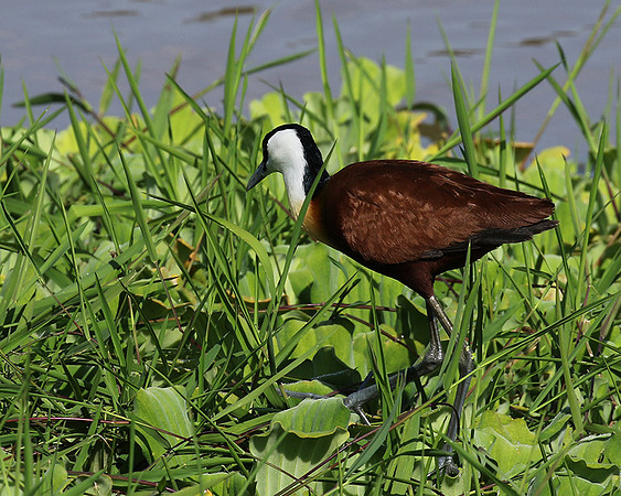 African jacana - Grumeti (Serengeti)