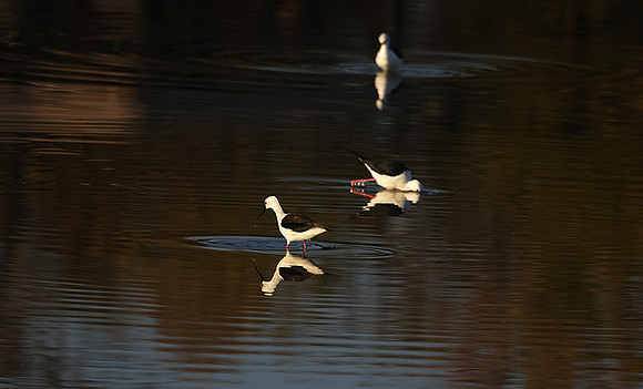 Black-winged stilt - Hwange NP