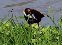 African jacana - Grumeti (Serengeti)