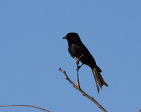 Fork-tailed drongo - Hwange NP