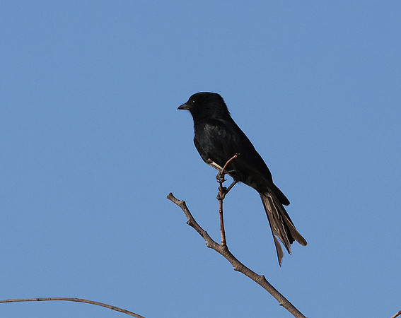 Fork-tailed drongo - Hwange NP