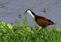 African jacana - Grumeti (Serengeti)