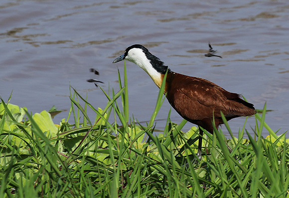 African jacana - Grumeti (Serengeti)