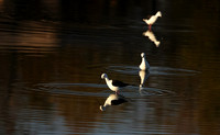 Black-winged stilt - Hwange NP