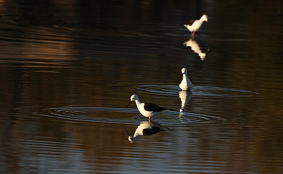 Black-winged stilt - Hwange NP