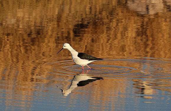 Black-winged stilt - Hwange NP