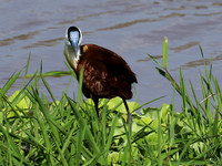African jacana - Grumeti (Serengeti)