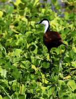 African jacana - Grumeti (Serengeti)