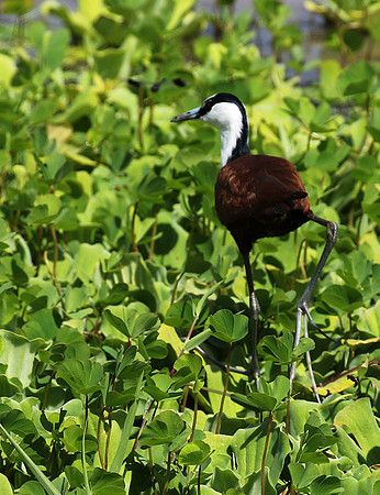African jacana - Grumeti (Serengeti)