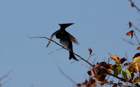 Fork-tailed drongo - Hwange NP