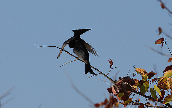 Fork-tailed drongo - Hwange NP
