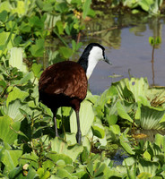 African jacana - Grumeti (Serengeti)