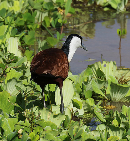 African jacana - Grumeti (Serengeti)