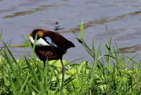 African jacana - Grumeti (Serengeti)