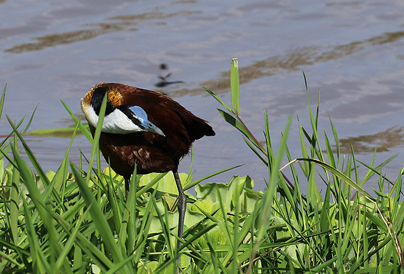 African jacana - Grumeti (Serengeti)