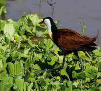 African jacana - Grumeti (Serengeti)